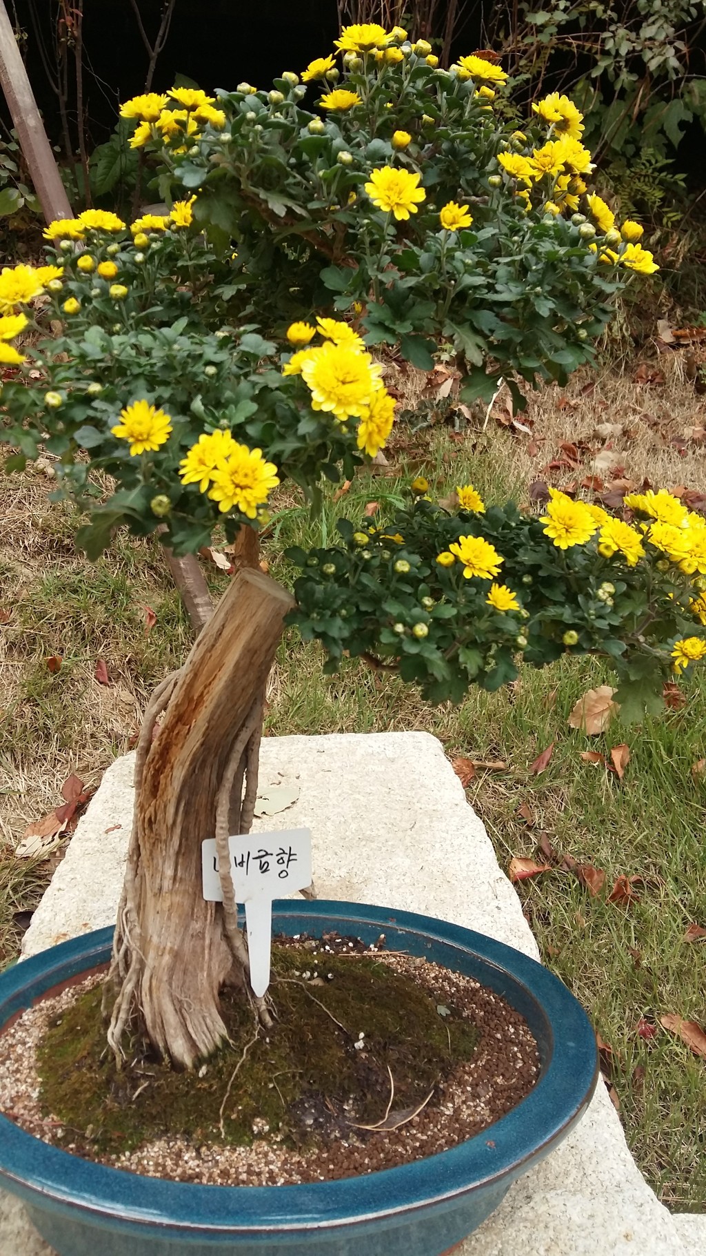 숲속분재원 이미지