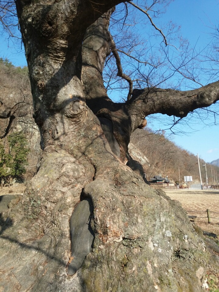 뽕모실 이미지