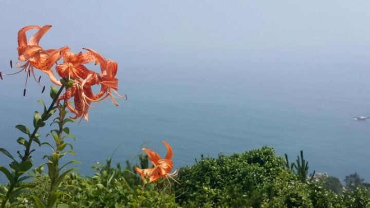 남경약초 이미지