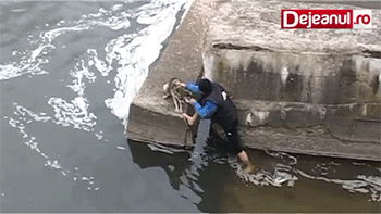 멍뭉이를 구해주었다.gif | 인스티즈