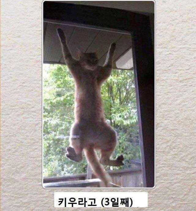 고양이 시리즈.jpg | 인스티즈