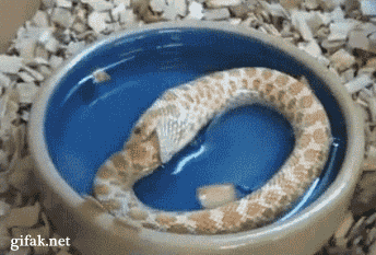 신기한 동물의 세계.gif | 인스티즈