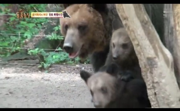 동물농장 - 공격당한 암컷 곰 | 인스티즈