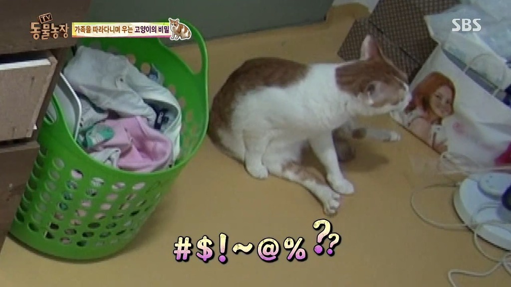 [동물농장] 존트 할말 다 하고 사는 수다쟁이 고양이 쪼롱이ㅋㅋㅋㅋ.jpg | 인스티즈