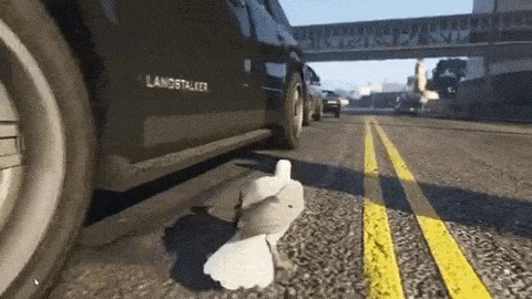 비둘기를 무시하지 마라 .gif | 인스티즈