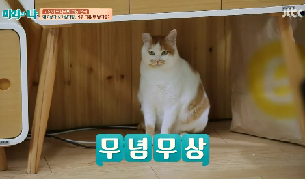 [마리와나] 뚱보냥 호동이 다이어트 시키기 (feat.먼지) | 인스티즈