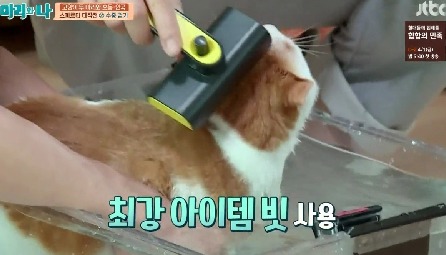 [마리와나] 뚱보냥 호동이 다이어트 시키기 (feat.먼지) | 인스티즈