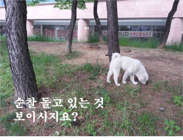 복실이 이미지