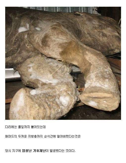 10만년마다 지구로 떨어지는 소행성 (부제 - 빙하기) | 인스티즈
