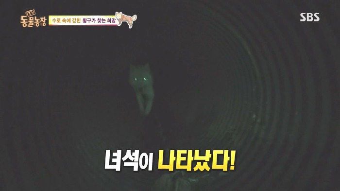 [동물농장] 수로 속에 갇힌 황구가 찾는 희망.JPG (감동주의) | 인스티즈