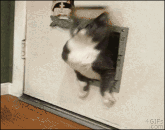 집사야 크기가 너무 작다 냥.gif | 인스티즈