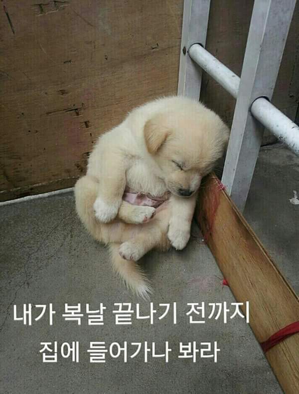 내가 복날끝나기전까지 집에 들어가나봐라 | 인스티즈