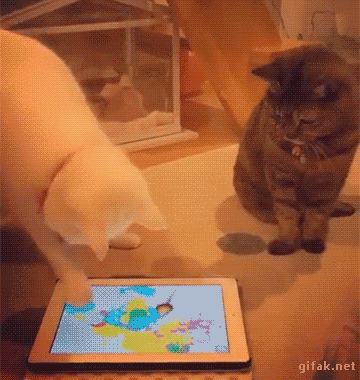 냥아치.gif | 인스티즈