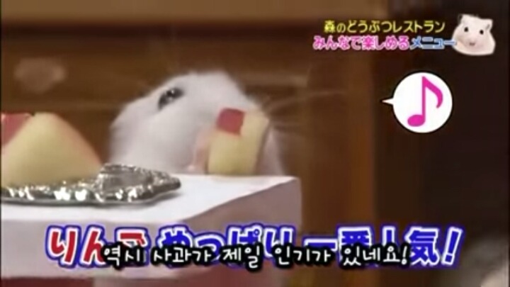 일본의 흔한 햄스터 레스토랑 (아파트 뿌심 주의) | 인스티즈