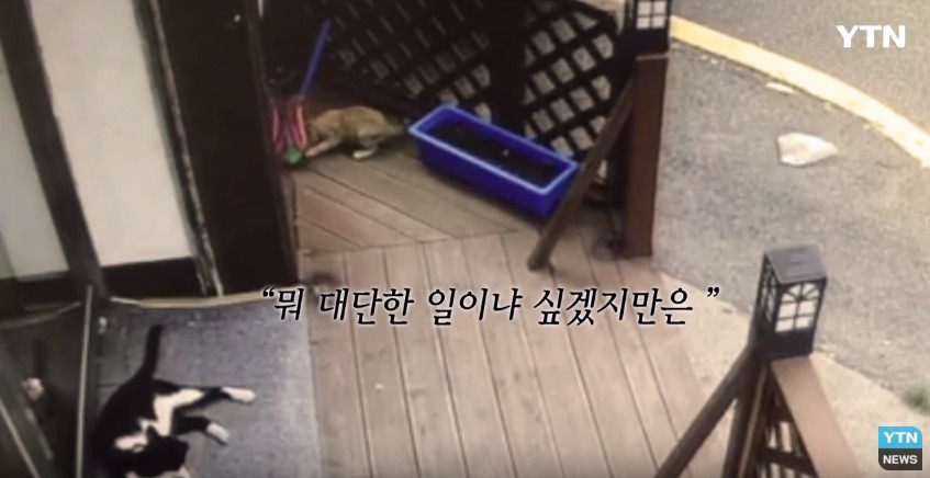 혐오,분노주의)고양이 잔혹하게 내던져 죽이고는 '웃으며 도망쳤다' | 인스티즈