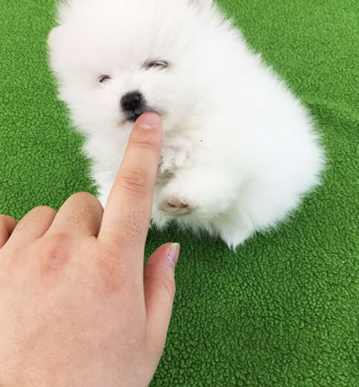포동포동 이미지