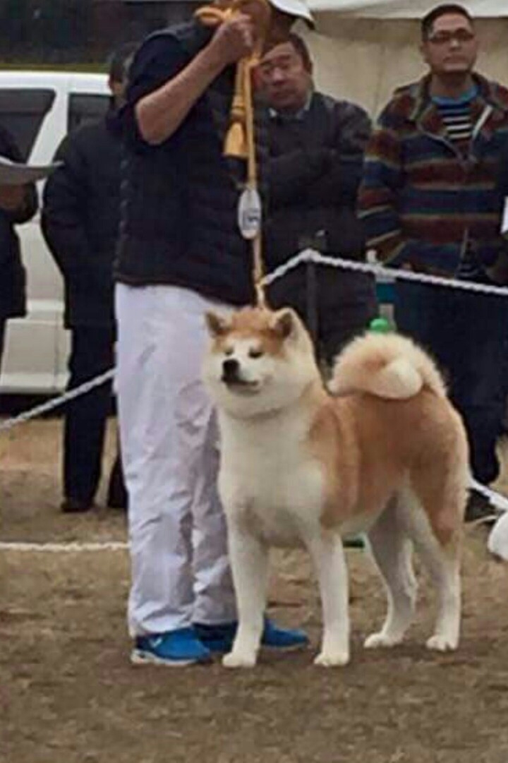 하루미 이미지