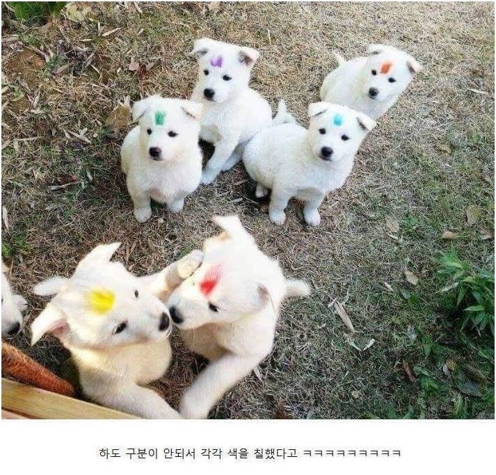 강아지 구별법.jpg | 인스티즈