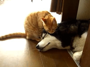 개와 고양이.gif | 인스티즈