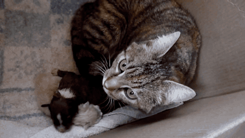 갓 태어난 멍뭉이를 대하는 냥이.gif | 인스티즈