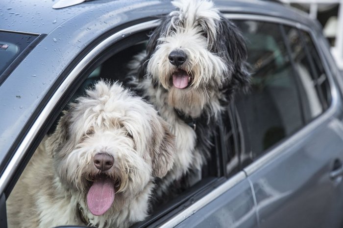 견종 이야기 - 올드 잉글리쉬 쉽독 | 인스티즈