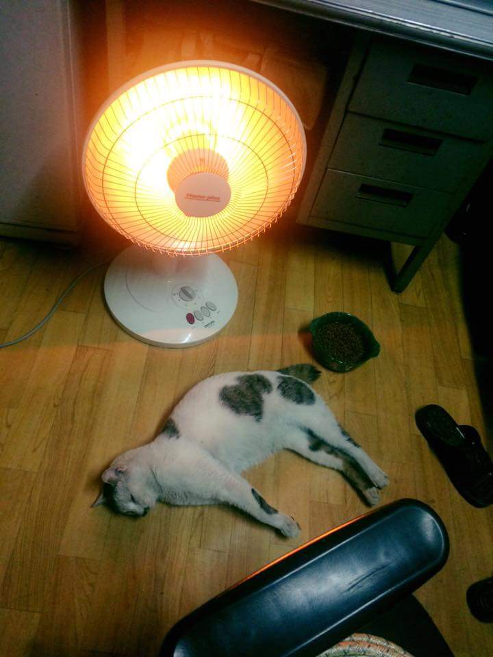 고양이에오_jpg | 인스티즈