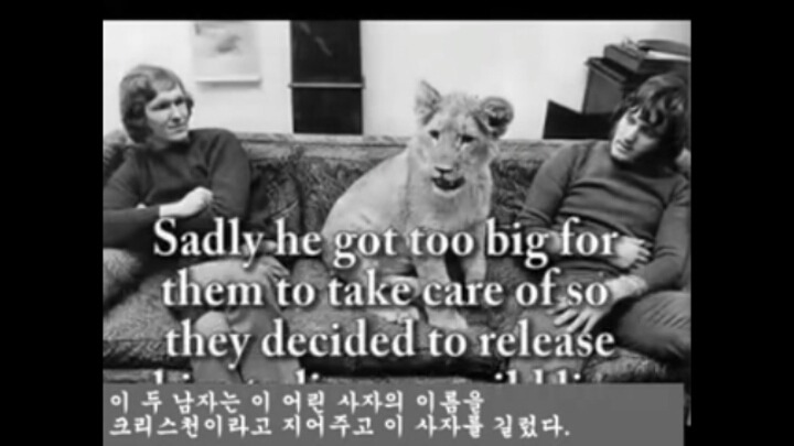 주인 알아보는 사자 | 인스티즈