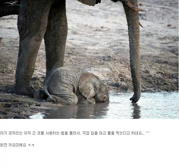 아기코끼리 이미지