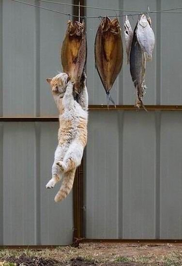 밥먹는 고양이.jpg | 인스티즈
