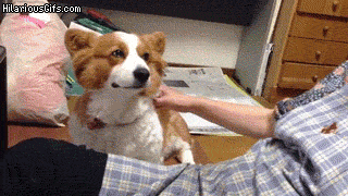심쿵하게 만드는 동물짤들.gif (데이터주의) | 인스티즈
