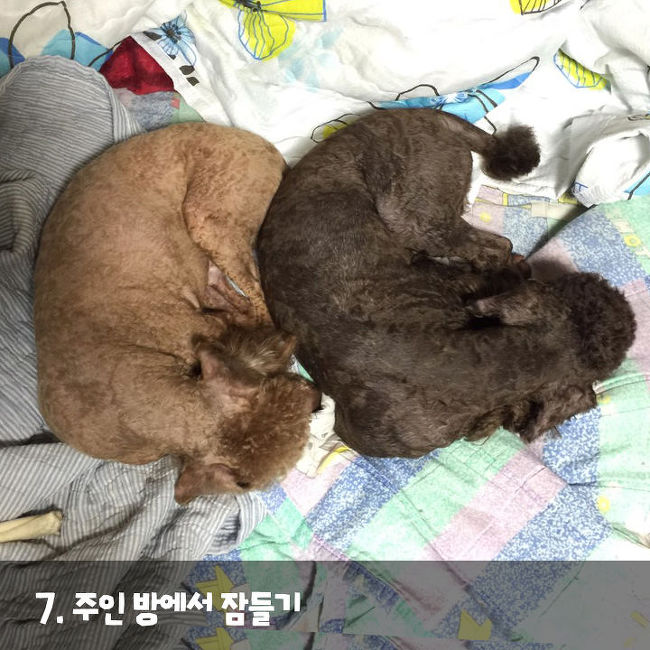 강아지가 나를 사랑한다는 증거 | 인스티즈