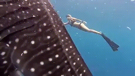 가글하는 고래상어.gif | 인스티즈
