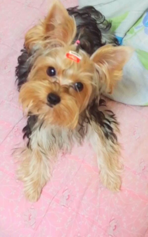 도담이 이미지