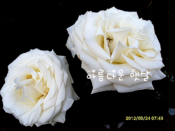 백장미 이미지
