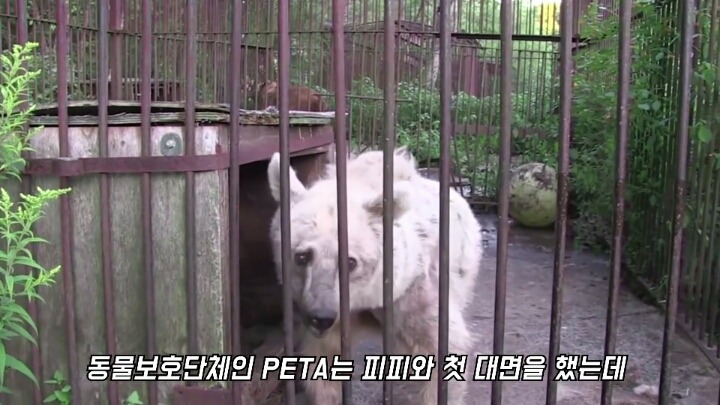 30년간 학대받은 곰 자연으로 돌아간 후 놀라운 변화 | 인스티즈