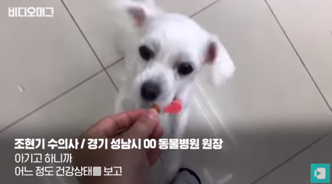 폭염 속 버려진 똘똘이가 모니로 개명한 사연 | 인스티즈