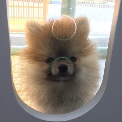 보면 기분좋아지는 댕댕이들 | 인스티즈