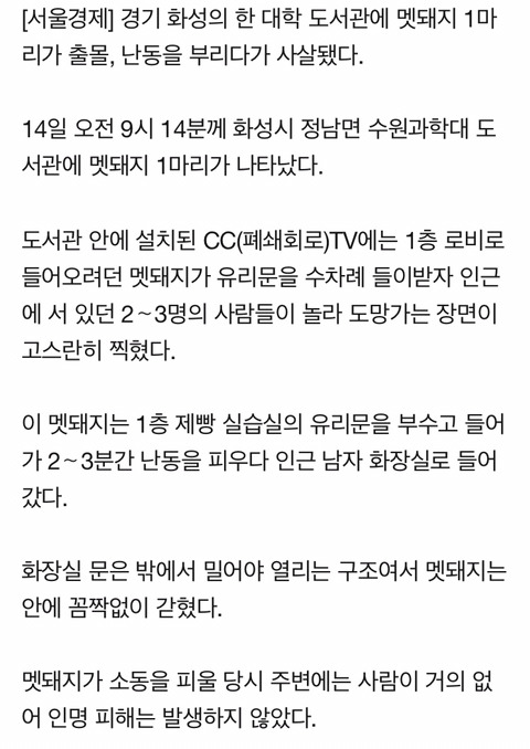 대학 도서관에 멧돼지 출몰···난동부리다 1시간만에 사살 | 인스티즈