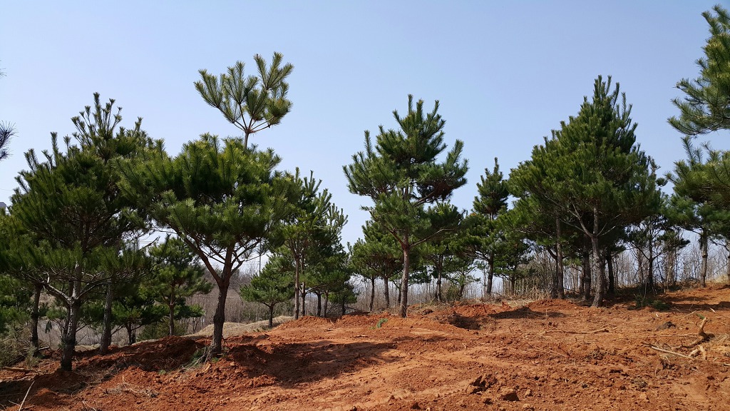 소낭구 이미지