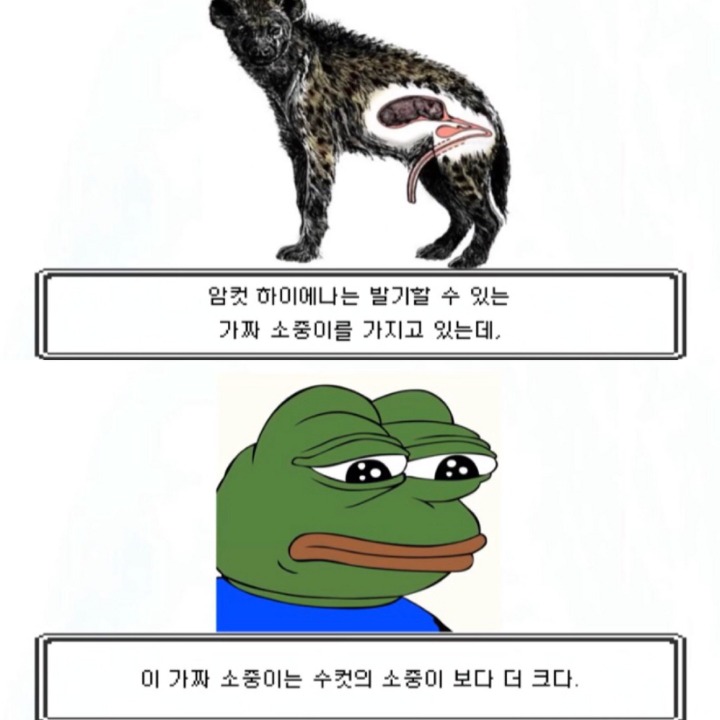 인생은 하이에나처럼 | 인스티즈