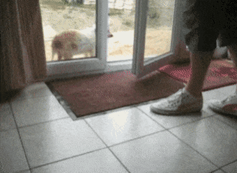 매너있는 댕댕이.gif | 인스티즈
