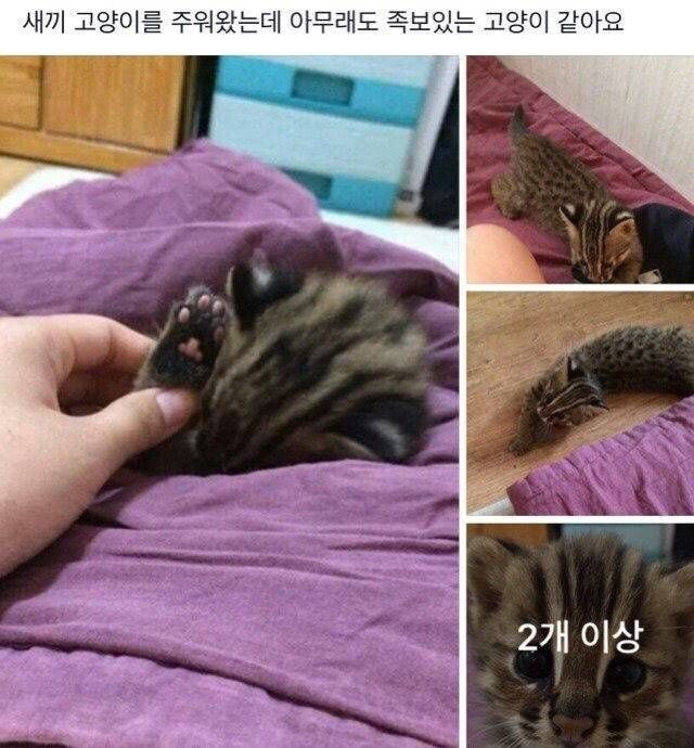 고양이 주워왔는데 | 인스티즈
