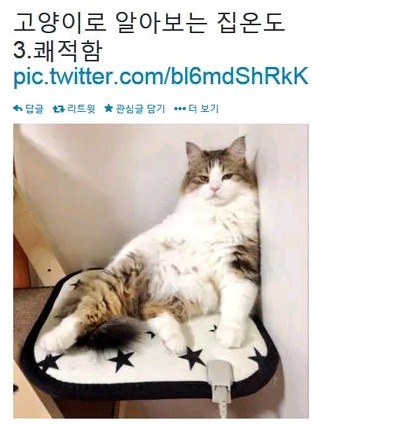 고양이로 알아보는 집온도 | 인스티즈