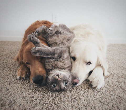 댕댕이 두마리와 고양이 한마리가 동거하는 이야기.jpg | 인스티즈