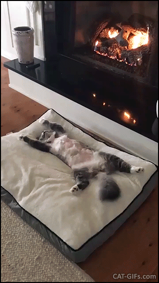 여기가 천국이구냥.gif | 인스티즈