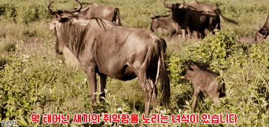 야생에서 일어난 기적적인 재회 | 인스티즈