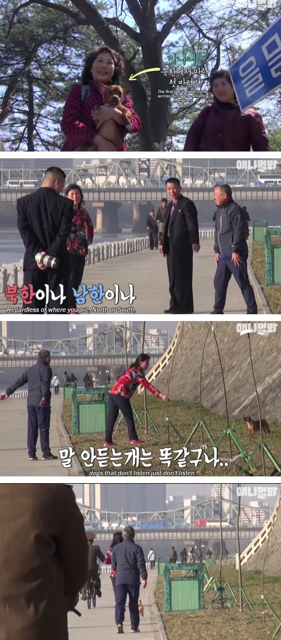 북한에서 만난 강아지 ㅋㅋ | 인스티즈