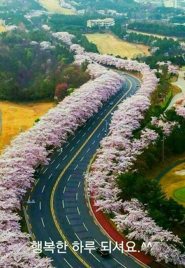 꽃길따라 이미지