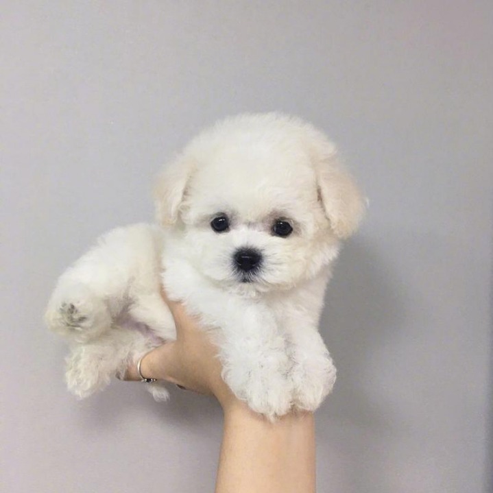 한 손에 잡히는 귀여운 멍멍이들.jpg | 인스티즈