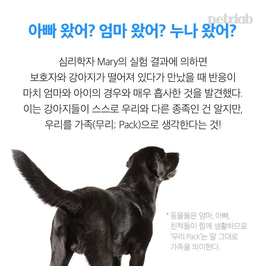 멍뭉이는 왜 당신을 반겨줄까? | 인스티즈